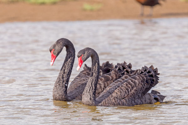 Trauerschwan (Cygnus atratus), balzendes Paar.