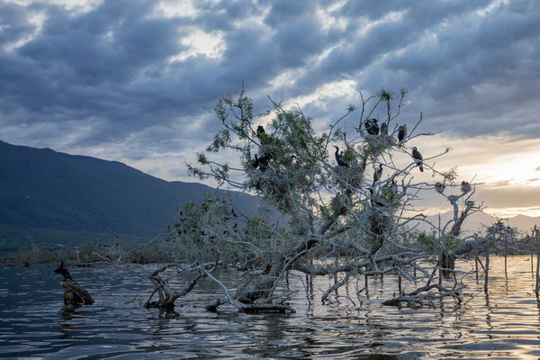 Nistbaum einer Kormorankolonie (Phalacrocorax carbo)