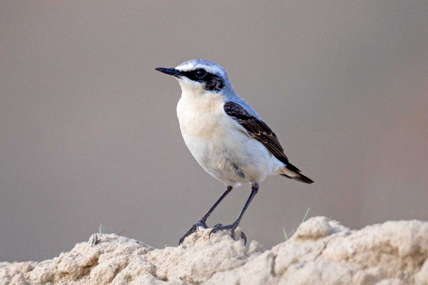 Steinschmätzer (Oenanthe oenanthe), Männchen Prachtkleid, Mai Rumänien