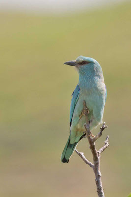 Blauracke (Coracias garrulus)