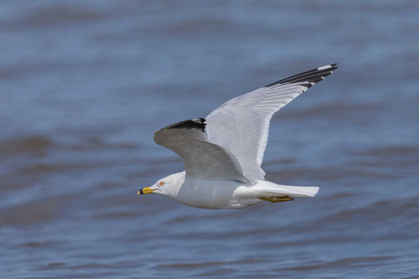 Ringschnabelmöwe (Larus delawarensis), Adult