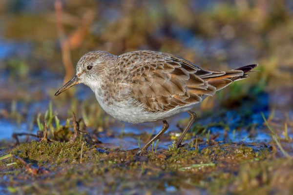 Zwergstrandläufer (Calidris minuta)