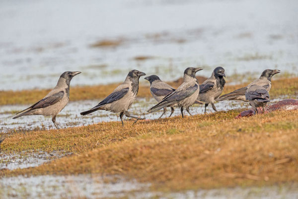 Nebelkrähe (Corvus corone)