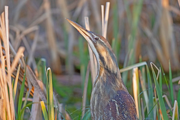 Portrait einer Nordamerikanischen Rohrdommel (Botaurus lentiginosus)