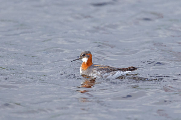 Odinshühnchen (Phalaropus lobatus) im norwegischen Varanger.