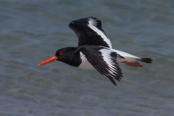 Austernfischer (Haematopus ostralegus)  