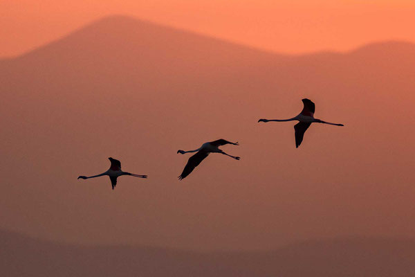 Drei Rosaflamingo (Phoenicopterus roseus) im Flug