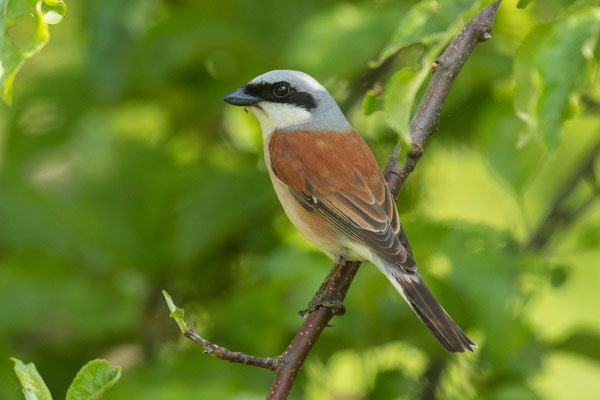 Neuntöter (Lanius collurio), Männchen