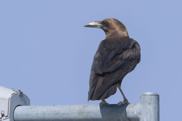 Wüstenrabe (Corvus ruficollis); Oman (Dezember 2025); sitzt auf einem Laternenpfahl.