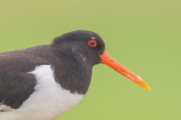 Austernfischer (Haematopus ostralegus)  