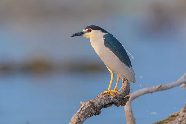 Nachtreiher (Nycticorax nycticorax)