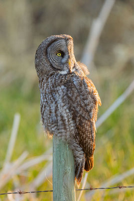 Bartkauz (Strix nebulosa)