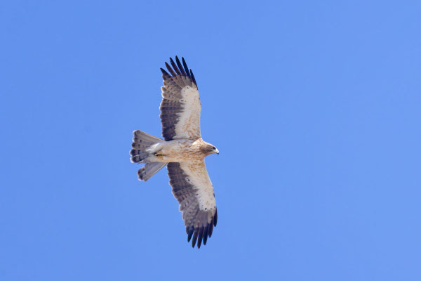 Zwergadler (Hieraaetus pennatus), helle Morphe.