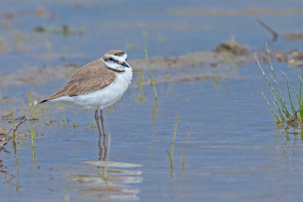 Männlicher Seeregenpfeifer (Charadrius alexandrinus)