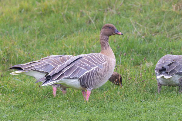 Gruppe Kurzschnabelgans (Anser brachyrhynchus) auf dem Flugplatz der helgoländer Düne.