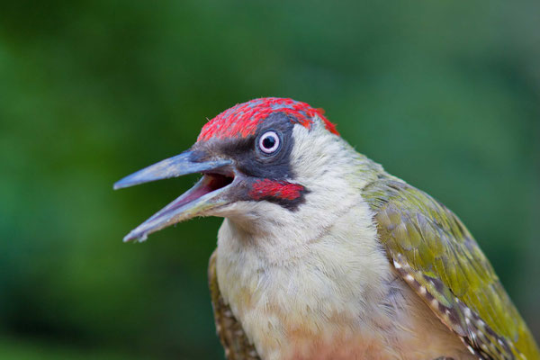 Grünspecht (Picus viridis