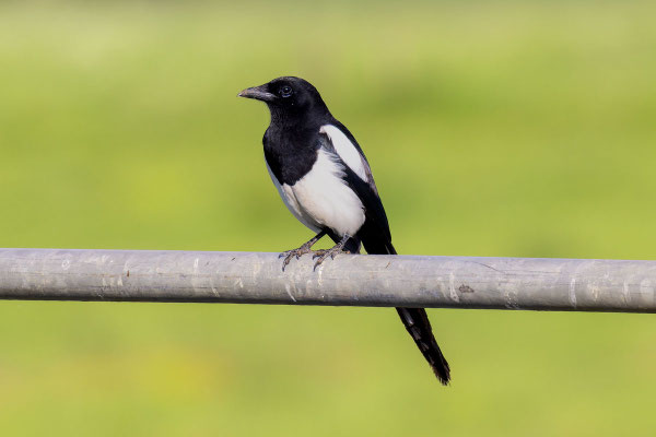 Elster (Pica pica) sitzt auf einem Geländer, Hessen, Mai 2022