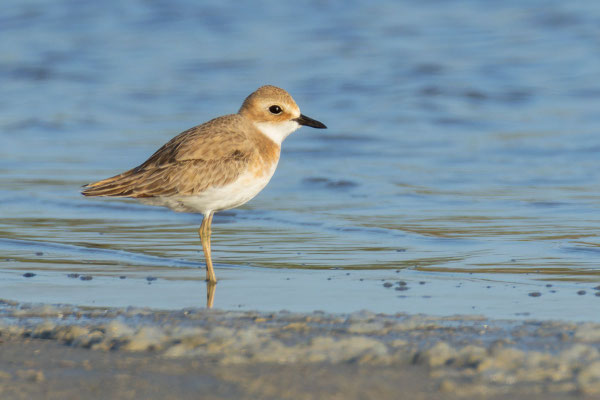 Männlicher Wüstenregenpfeifer (Anarhynchus leschenaultii) im Übergangskleid steht am Ufer eines Sees 