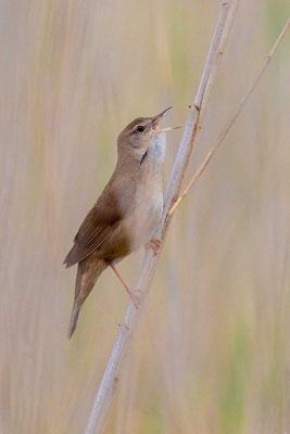 Rohrschwirl (Locustella luscinioides)