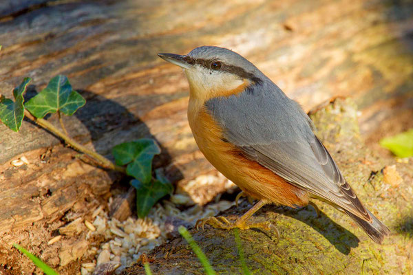 Kleiber (Sitta europaea)