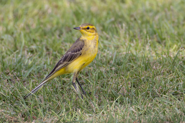 Wolgaschafstelze (Motacilla flava lutea); Oman, Januar 2026.
