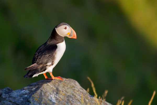 Papageitaucher (Fratercula arctica) auf der norwegischen Insel Runde