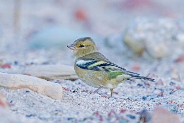 Weiblicher Buchfink (Fringilla coelebs)