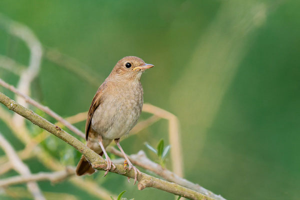 Sprosser (Luscinia luscinia) sitzt auf einem Ast im Oderbruch bei Stolpe.