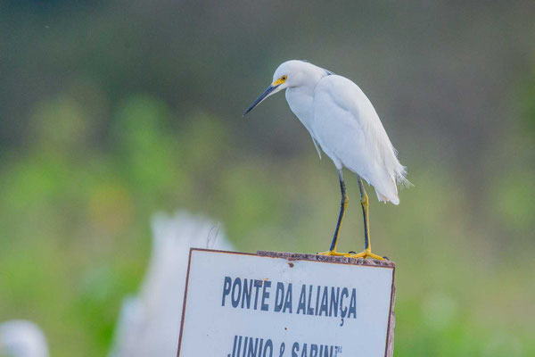 Schmuckreiher (Egretta thula) auf einem Schild im Pantanal