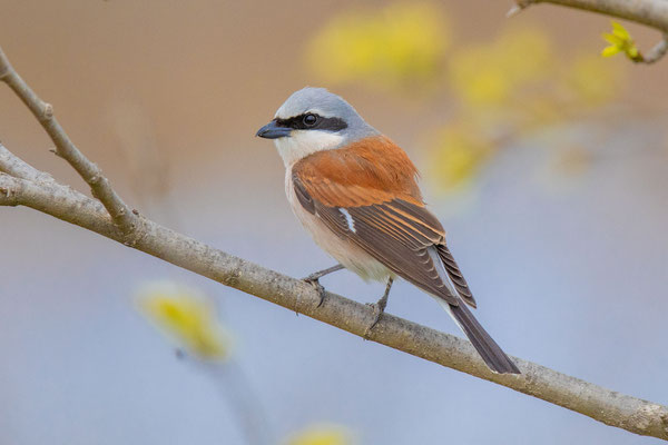 Neuntöter (Lanius collurio), Männchen