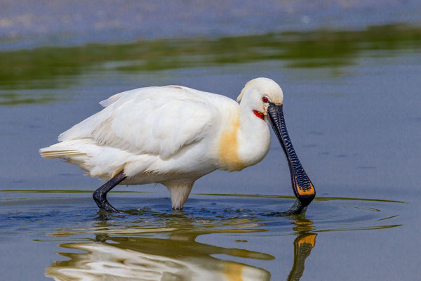 Löffler (Platalea leucorodia) bei der Nahrungssuche