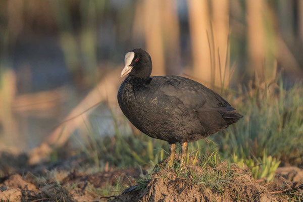 Blässhuhn (Fulica atra atra)