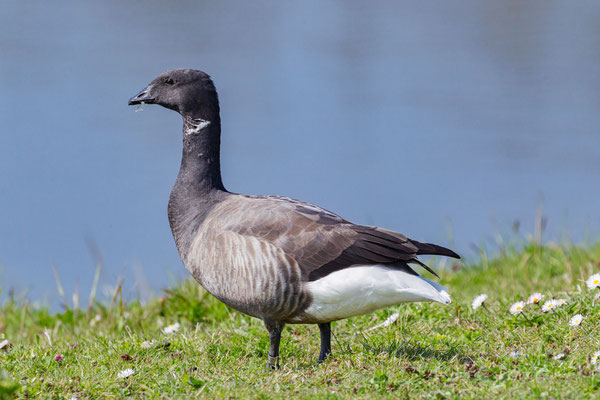 Ringelgans (Branta bernicla)