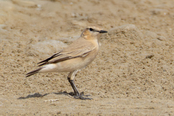 Isabellsteinschmätzer (Oenanthe isabellina); Zypern April 2024