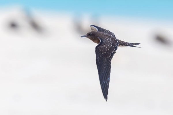 Flugbild einer Rußseeschwalbe (Onychoprion fuscatus), flügger Jungvogel auf Michaelmas Cay.