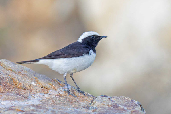 Nonnensteinschmätzer (Oenanthe pleschanka), Männchen