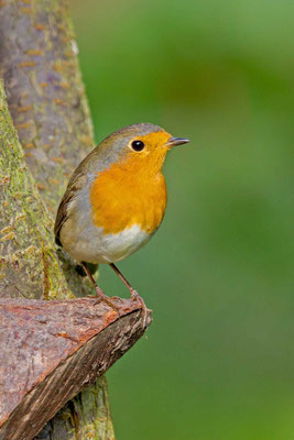 Rotkehlchen (Erithacus rubecula)