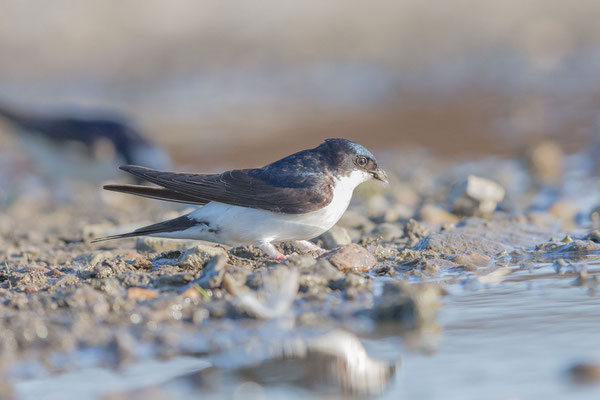 Mehlschwalbe (Delichon urbicum)