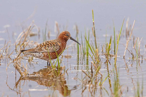 Sichelstrandläufer (Calidris ferruginea)