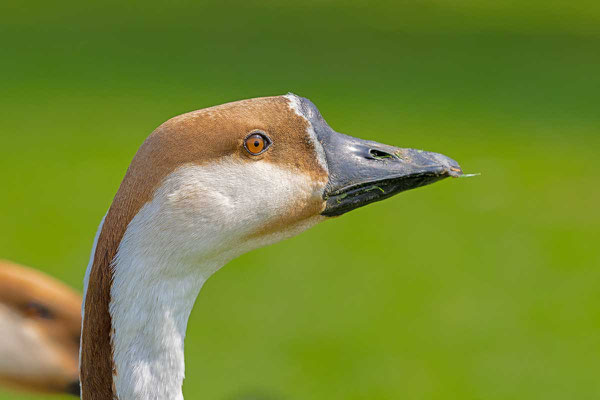 Kopfportrait einer  Schwanengans (Anser cygnoides).