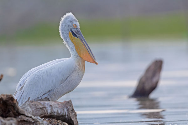 Krauskopfpelikan (Pelecanus crispus)