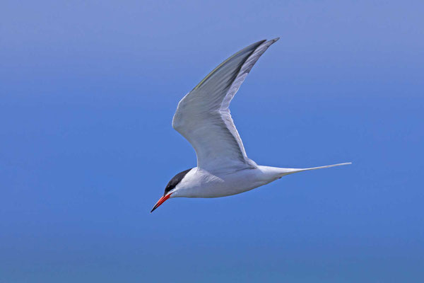 Flussseeschwalbe (Sterna hirundo)