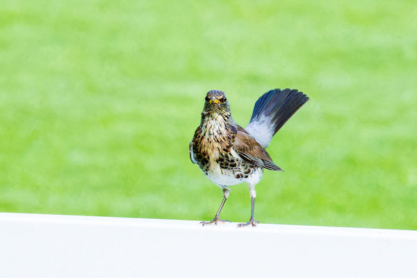 Wacholderdrossel (Turdus pilaris) sitzt einem weißen Zaun.