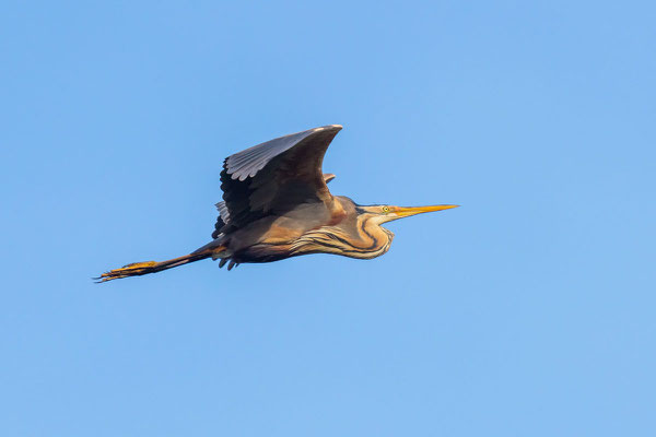 Purpurreiher (Ardea purpurea) im Flug