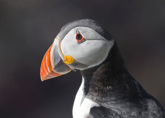 Papageitaucher (Fratercula arctica) auf der norwegischen Insel Hornøya