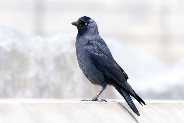 Dohle (Corvus monedula)