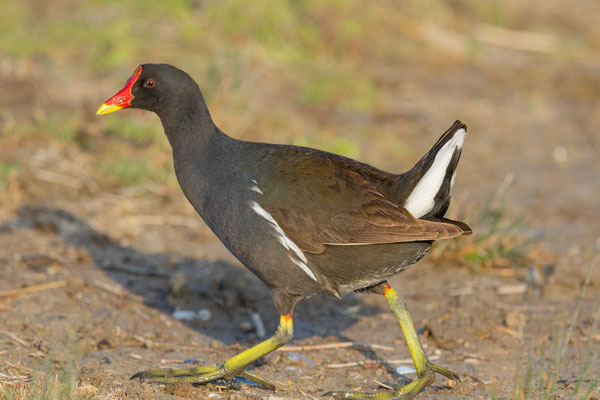 Teichhuhn (Gallinula chloropus), adulter Vogel läuft am Ufer entlang.