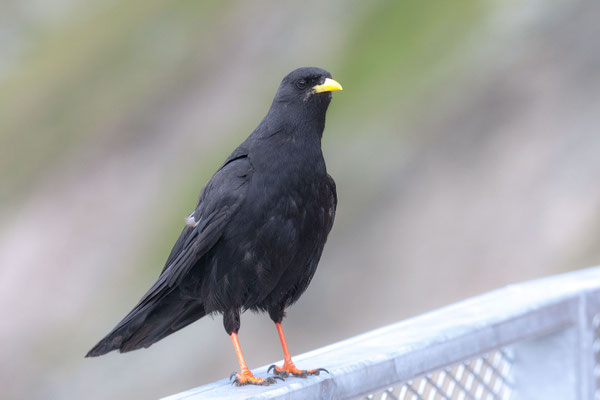 Alpendohle (Pyrrhocorax graculus) sitzt auf einem Geländer