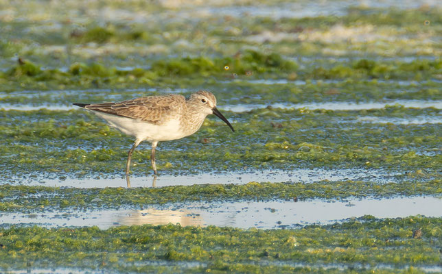 Sichelstrandläufer (Calidris ferruginea) im Schlichtkleid. Oman, Dezember 2025.