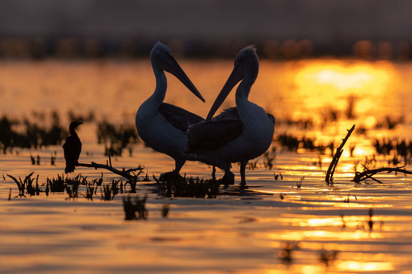 Krauskopfpelikan (Pelecanus crispus)